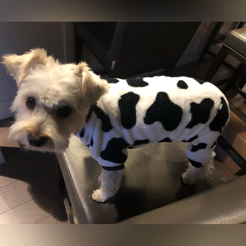 Small dog Cow pajamas - size small
